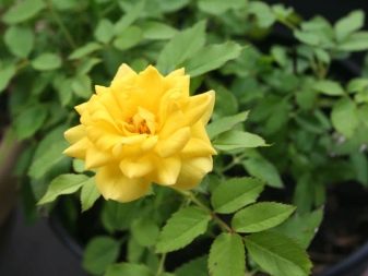 Можно ли бордюрные розы выращивать как комнатные?