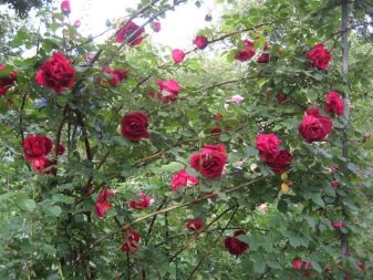 Плетистая роза дон жуан посадка и уход в открытом грунте