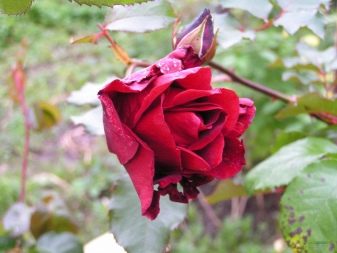 Плетистая роза дон жуан посадка и уход в открытом грунте