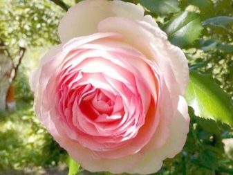 Роза пьер де ронсар фото и описание отзывы