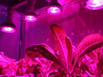 Польза для ультрафиолетовая лампа для растений thumbnail