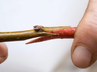 Ножи для прививок плодовых деревьев