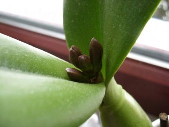 Как вылечить орхидею от мучнистого червеца
