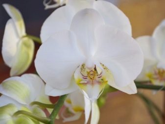 Как вылечить орхидею которая погибает