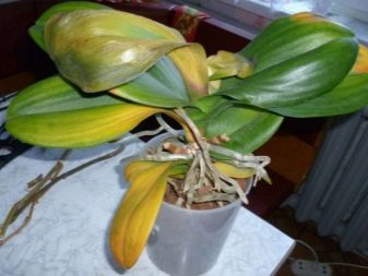 Орхидея погибает как ее вылечить
