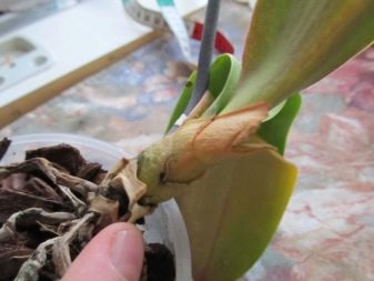 Как вылечить орхидею которая погибает