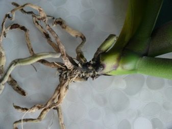 Как вылечить орхидею с гниющими корнями