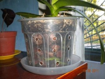 Как вылечить корни орхидей