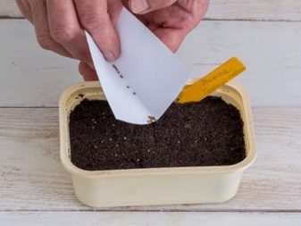 Как семенами вырастить фиалку