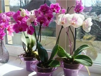 На каком окне лучше выращивать орхидеи фаленопсис