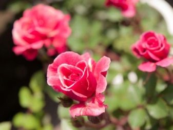 Выбор сортов миниатюрных роз, посадка и уход в открытом грунте