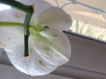 Как вылечить орхидею от клеща thumbnail