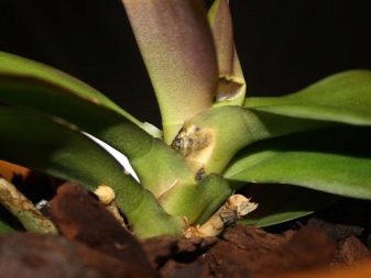 Как вылечить клещ орхидеи