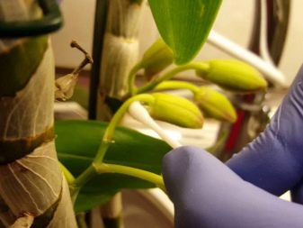 Как вылечить орхидею от паутинного клеща