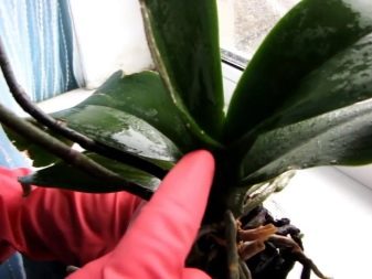 Как вылечить клещ орхидеи