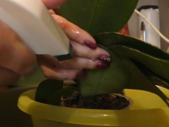 Паутинный клещ на орхидеи как вылечить