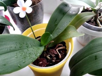 Как вылечить орхидею от паутинного клеща