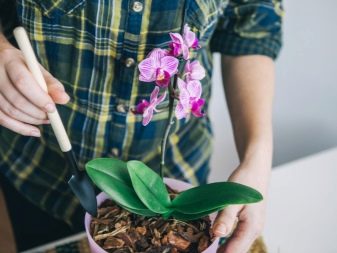 Как вылечить орхидею от клеща