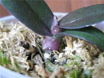 Как вылечить орхидею от паутинного клеща thumbnail