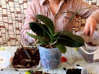 Как выращивать орхидеи из вьетнама в домашних условиях?