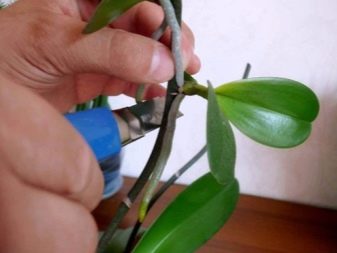 Как выращивать орхидеи в домашних условиях в воде?
