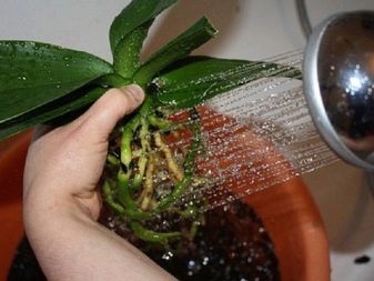 Выращивание фаленопсиса в воде вред и польза