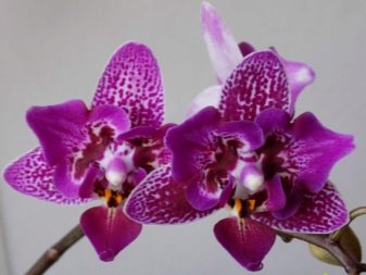 Орхидея фаленопсис - особенности выращивания.