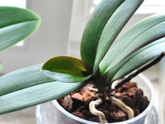 Орхидея: разновидности, советы по выбору и выращиванию