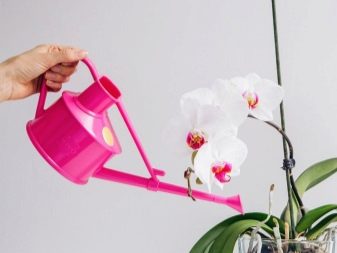 Орхидея: разновидности, советы по выбору и выращиванию