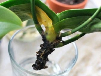 Орхидея болезни и вредители и борьба с ними фото
