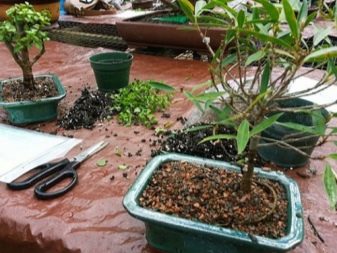 Как выращивать клен бонсай из семян в домашних условиях?