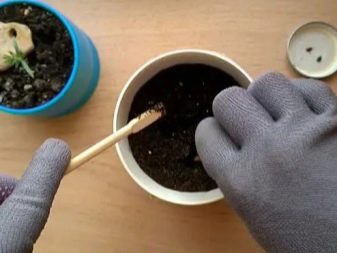 Как выращивать клен бонсай из семян в домашних условиях?