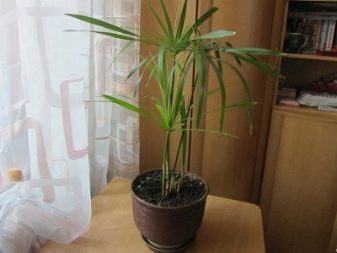 Циперус папирус - декоративное растение в вашем доме