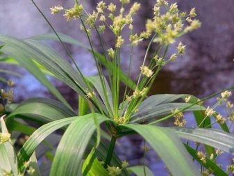 Циперус папирус - декоративное растение в вашем доме