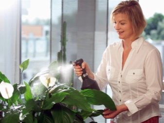 Цветок женское счастье: особенности выращивания, как правильно пересадить и поливать комнатное растение