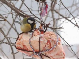 как сделать корм для птиц живой человек