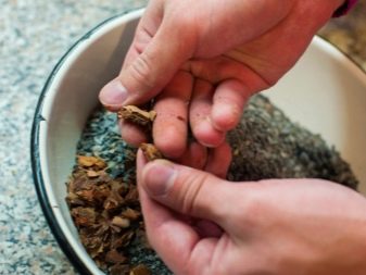 Как вырастить японский бонсай из семян в домашних условиях