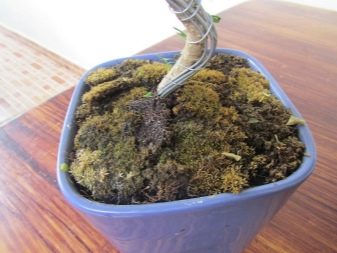 Как выращивать деревья бонсай из семян в домашних условиях?