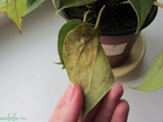 Антуриум болезни листьев фото как лечить листья липкие
