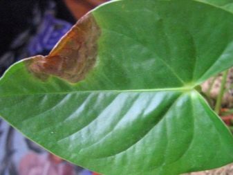 Комнатное растение антуриум и его болезни