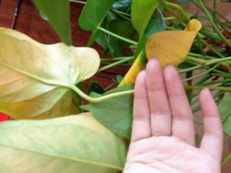 Комнатное растение антуриум и его болезни thumbnail