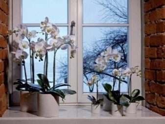 kompozicii iz orhidej v interere 6 Домострой