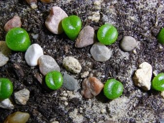 Как выращивать живые камни в домашних условиях?