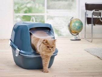 Какой выбрать туалет домик для кошки