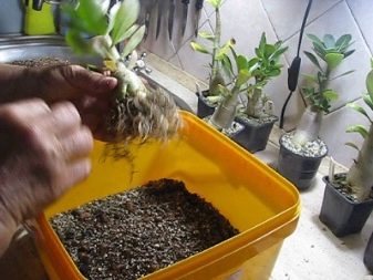 Как выращивать адениум в домашних условиях?
