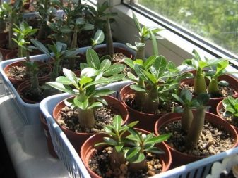 Как выращивать адениум в домашних условиях?