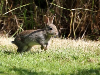 Как отличить зайца от кролика?