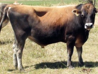 Джерсейская порода коров (30 фото): характеристика быков Джерси и количество молока, которое дают коровы, плюсы и минусы КРС, откорм телят, отзывы