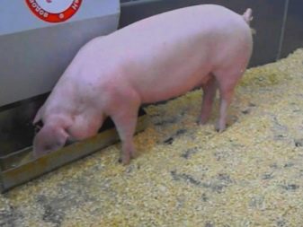 Как в домашних условиях определить беременность свиньи