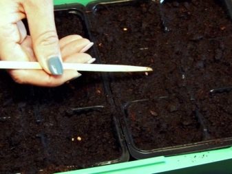 Пеларгония Выращивание из семян в домашних условиях